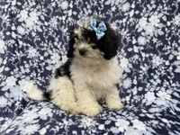 Darlin, a female Shihpoo for sale in Lakeland, FL – 7 of 8
