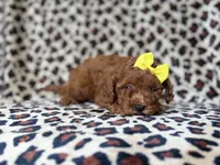 Sydney, a female Miniature Goldendoodle for sale in Lakeland, FL – 8 of 8