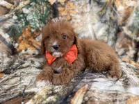 Lucky, a male Cavapoo for sale in Lakeland, FL – 3 of 9
