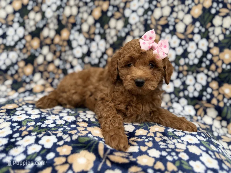 Rain – Cockapoo puppy for sale in Lakeland, FL
