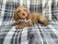 Trout, a male Cockapoo for sale in Lakeland, FL – 5 of 8