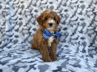 Astor, a male Cavapoo and Poodle - Miniature  for sale in Lakeland, FL – Photo 4 of 8