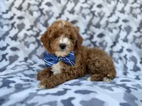 Astor, a male Cavapoo and Poodle - Miniature  for sale in Lakeland, FL – Photo 3 of 8