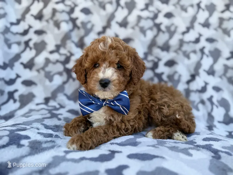 Astor – Cavapoo, Poodle - Miniature  puppy for sale in Lakeland, FL