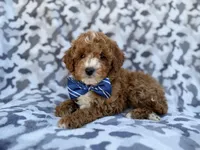 Astor, a male Cavapoo and Poodle - Miniature  for sale in Lakeland, FL – Photo 1 of 8
