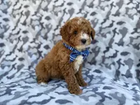 Astor, a male Cavapoo and Poodle - Miniature  for sale in Lakeland, FL – Photo 7 of 8
