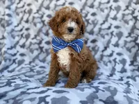 Astor, a male Cavapoo and Poodle - Miniature  for sale in Lakeland, FL – Photo 2 of 8
