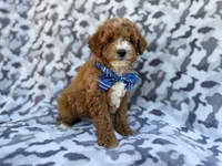 Astor, a male Cavapoo and Poodle - Miniature  for sale in Lakeland, FL – Photo 8 of 8