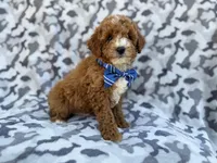 Astor, a male Cavapoo and Poodle - Miniature  for sale in Lakeland, FL – Photo 6 of 8