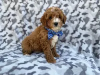 Astor, a male Cavapoo and Poodle - Miniature  for sale in Lakeland, FL – Photo 5 of 8