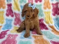 Truffles, a female Cockapoo for sale in Lakeland, FL – 6 of 8