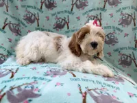 Tilly, a female Cockapoo for sale in Lakeland, FL – 5 of 9