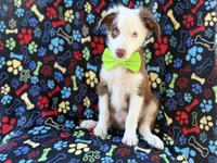 Buck, a male Miniature Australian Shepherd for sale in Lakeland, FL – 7 of 9