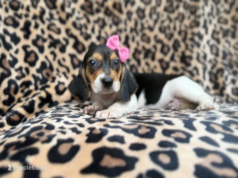 Winnie – Beagle puppy for sale in Lakeland, FL