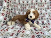 Cash, a male Cavapoo for sale in Lakeland, FL – 3 of 10