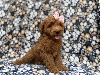 Rain, a female Cockapoo for sale in Lakeland, FL – 4 of 9