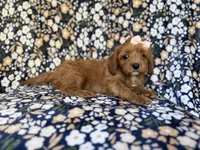 Marley, a female Cavapoo for sale in Lakeland, FL – 3 of 9