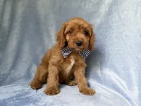 Moose, a male Cavapoo for sale in Lakeland, FL – 7 of 7