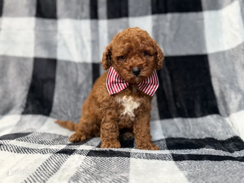 Scout – Miniature Goldendoodle puppy for sale in Lakeland, FL