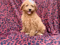 Darcy, a female Miniature Goldendoodle for sale in Lakeland, FL – 7 of 8