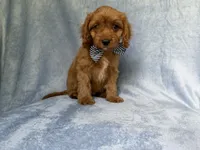 Moose, a male Cavapoo for sale in Lakeland, FL – 5 of 7