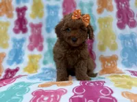 Ansley, a female Cavapoo and Poodle - Miniature  for sale in Lakeland, FL – 7 of 8