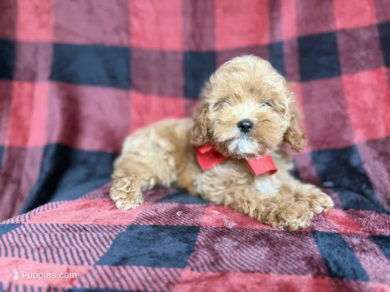 Rover – Cockapoo puppy for sale in Lakeland, FL