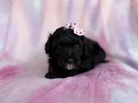 Daisy, a female Miniature Aussiedoodle for sale in Lakeland, FL – 5 of 7