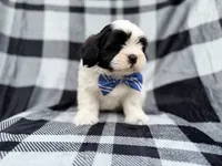 Simon, a male Shih Tzu and Shichon for sale in Lakeland, FL – 8 of 10