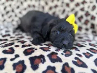 Dixie, a female Poodle - Miniature  and Miniature Aussiedoodle for sale in Lakeland, FL – 4 of 6