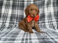 Max, a male Cockapoo and Poodle - Miniature  for sale in Lakeland, FL – 9 of 9