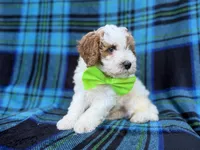 Dexter, a male Cavapoo and Poodle - Miniature  for sale in Lakeland, FL – 9 of 9