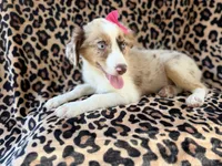 Brynlee, a female Miniature Australian Shepherd for sale in Lakeland, FL – 3 of 7