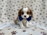 Owen, a male Cavalier King Charles Spaniel for sale in Lakeland, FL – Photo 1 of 9