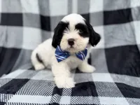 Simon, a male Shih Tzu and Shichon for sale in Lakeland, FL – 4 of 10