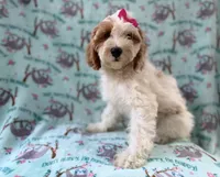 Tilly, a female Cockapoo for sale in Lakeland, FL – 7 of 9