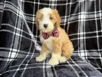 Cobra, a male Cavapoo for sale in Lakeland, FL – 8 of 8