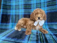 Rags, a male Cockapoo and Poodle - Miniature  for sale in Lakeland, FL – 4 of 8