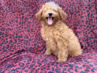 Darcy, a female Miniature Goldendoodle for sale in Lakeland, FL – 5 of 8