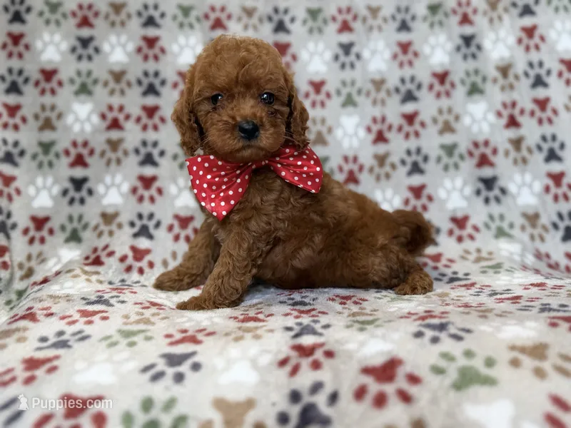 Lucky – Cavapoo puppy for sale in Lakeland, FL