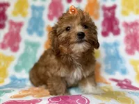 Bree, a female Yorkipoo for sale in Lakeland, FL – 4 of 10