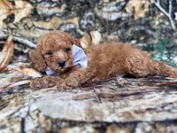 Landon, a male Cavapoo for sale in Lakeland, FL – 4 of 9