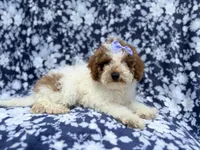 Charlotte, a female Poodle - Miniature  for sale in Lakeland, FL – 3 of 8