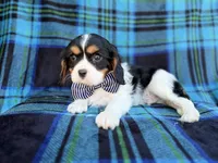 Gus, a male Cavalier King Charles Spaniel for sale in Lakeland, FL – Photo 5 of 8