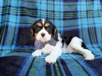 Gus, a male Cavalier King Charles Spaniel for sale in Lakeland, FL – Photo 1 of 8
