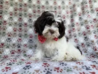 Asher, a male Shihpoo for sale in Lakeland, FL – 3 of 8
