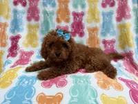 Dora, a female Cavapoo for sale in Lakeland, FL – 6 of 8