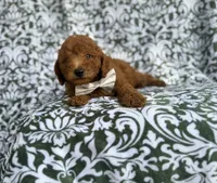 Leon, a male Goldendoodle for sale in Lakeland, FL – 6 of 10
