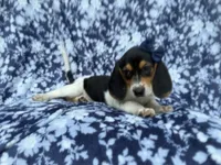 Whitney, a female Beagle for sale in Lakeland, FL – 6 of 9