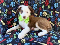 Buck, a male Miniature Australian Shepherd for sale in Lakeland, FL – 6 of 9